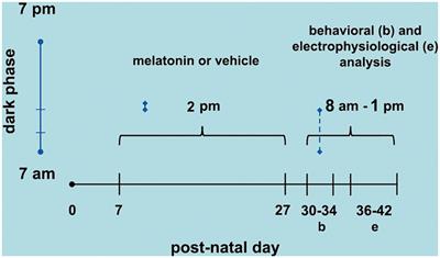 Effect of neonatal melatonin administration on behavioral and brain electrophysiological and redox imbalance in rats